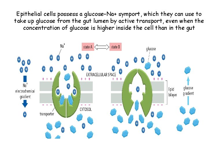 Epithelial cells possess a glucose–Na+ symport, which they can use to take up glucose