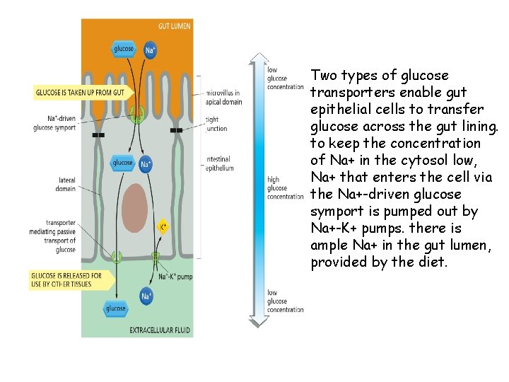 Two types of glucose transporters enable gut epithelial cells to transfer glucose across the