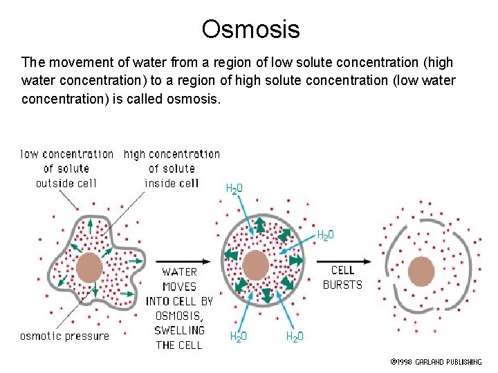 Osmosis The movement of water from a region of low solute concentration (high water