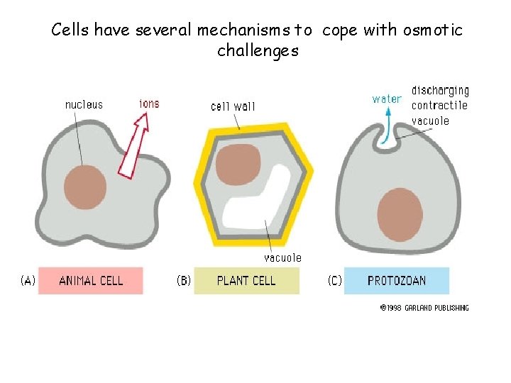 Cells have several mechanisms to cope with osmotic challenges 