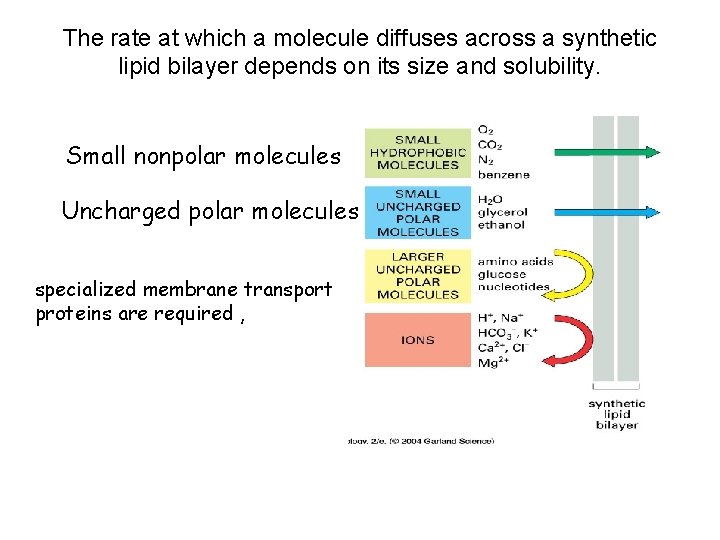 The rate at which a molecule diffuses across a synthetic lipid bilayer depends on