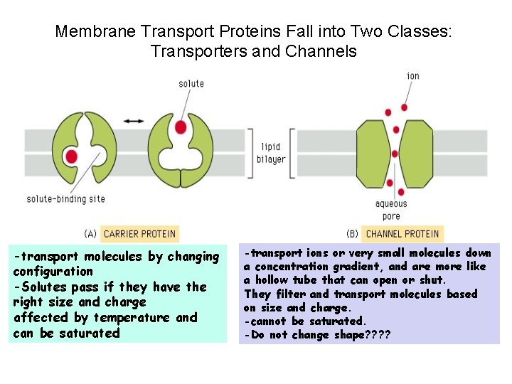 Membrane Transport Proteins Fall into Two Classes: Transporters and Channels -transport molecules by changing