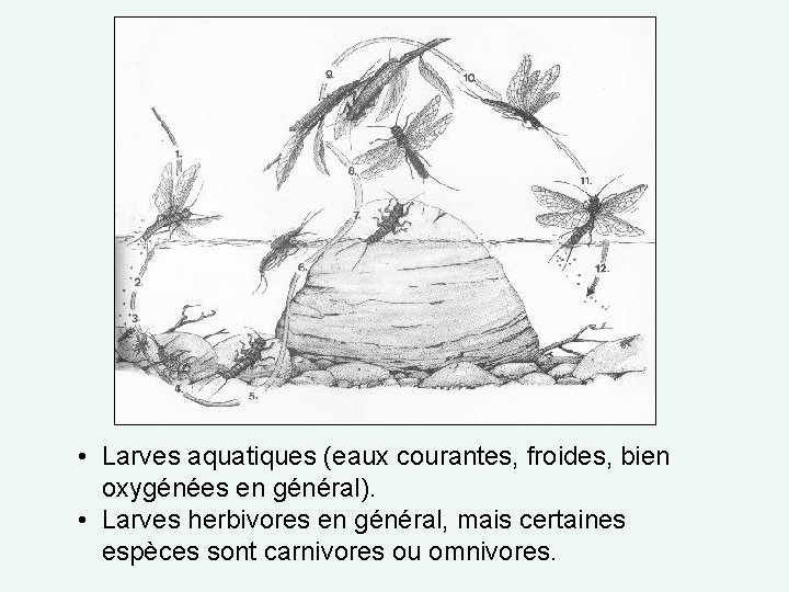  • Larves aquatiques (eaux courantes, froides, bien oxygénées en général). • Larves herbivores