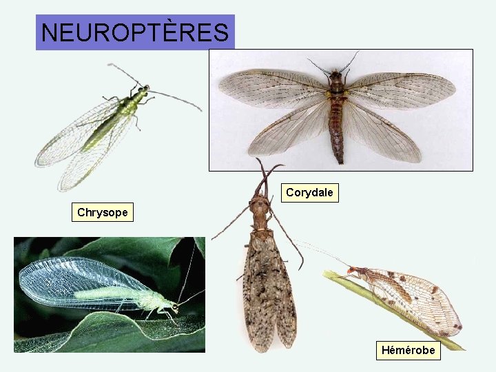 NEUROPTÈRES Corydale Chrysope Hémérobe 