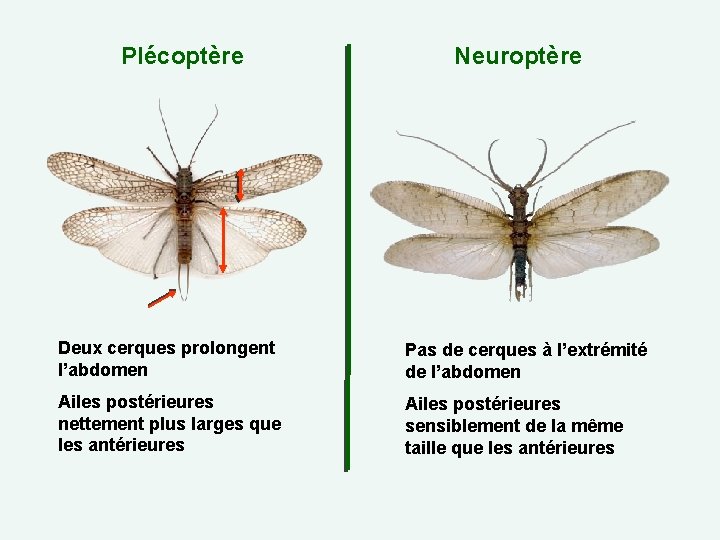 Plécoptère Neuroptère Deux cerques prolongent l’abdomen Pas de cerques à l’extrémité de l’abdomen Ailes