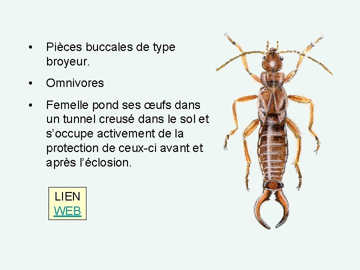  • Pièces buccales de type broyeur. • Omnivores • Femelle pond ses œufs