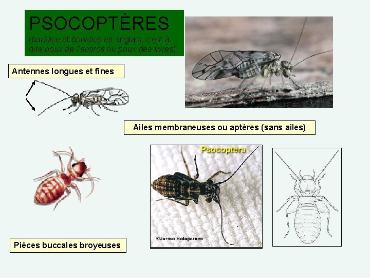 PSOCOPTÈRES (barklice et booklice en anglais, c’est à dire poux de l’écorce ou poux