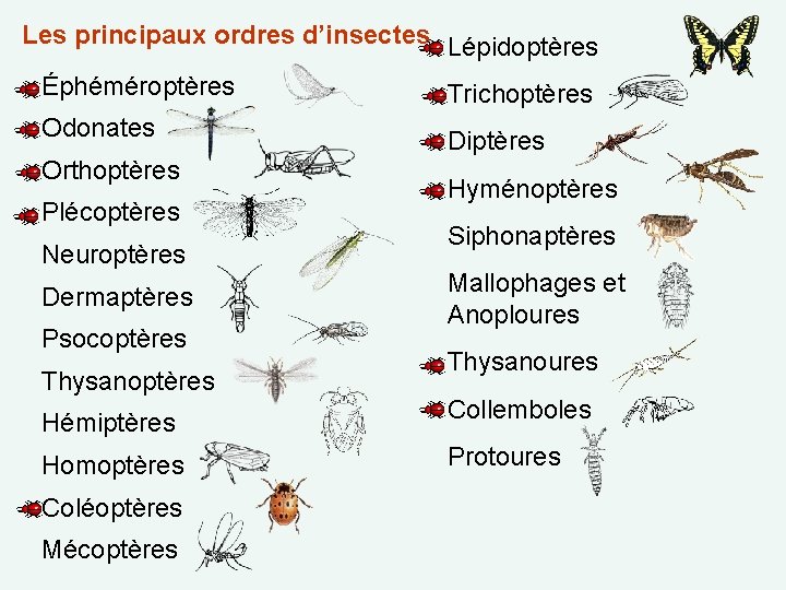 Les principaux ordres d’insectes Lépidoptères Éphéméroptères Trichoptères Odonates Orthoptères Plécoptères Neuroptères Dermaptères Psocoptères Thysanoptères