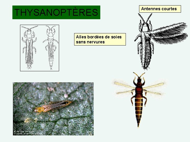 THYSANOPTÈRES Ailes bordées de soies sans nervures Antennes courtes 