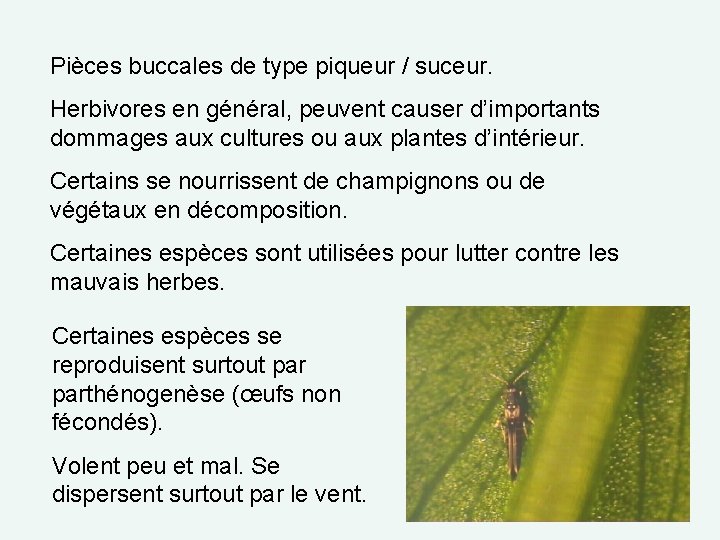 Pièces buccales de type piqueur / suceur. Herbivores en général, peuvent causer d’importants dommages