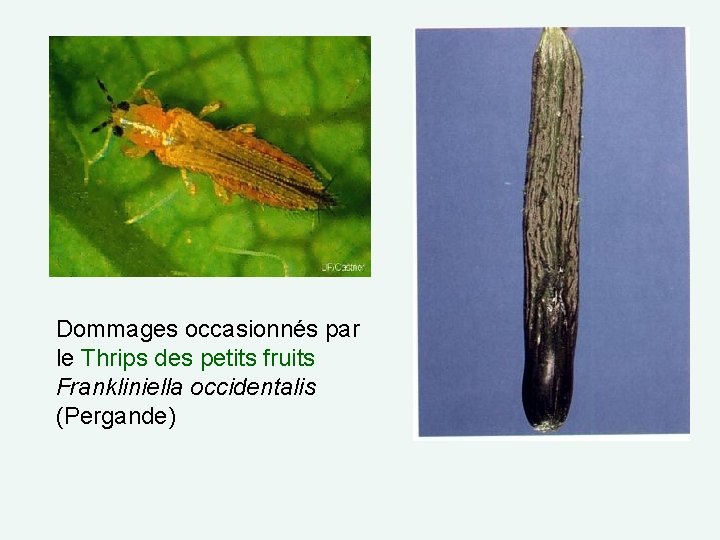 Dommages occasionnés par le Thrips des petits fruits Frankliniella occidentalis (Pergande) 