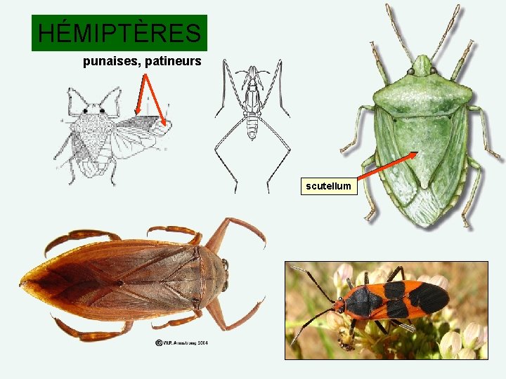 HÉMIPTÈRES punaises, patineurs scutellum 