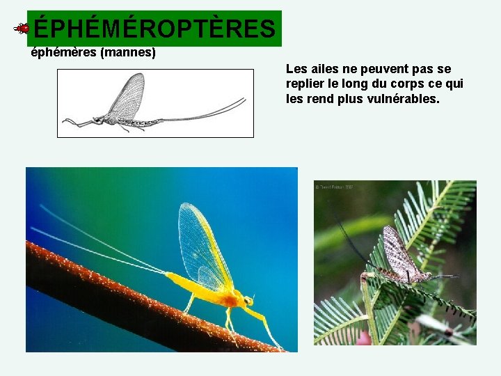 ÉPHÉMÉROPTÈRES éphémères (mannes) Les ailes ne peuvent pas se replier le long du corps