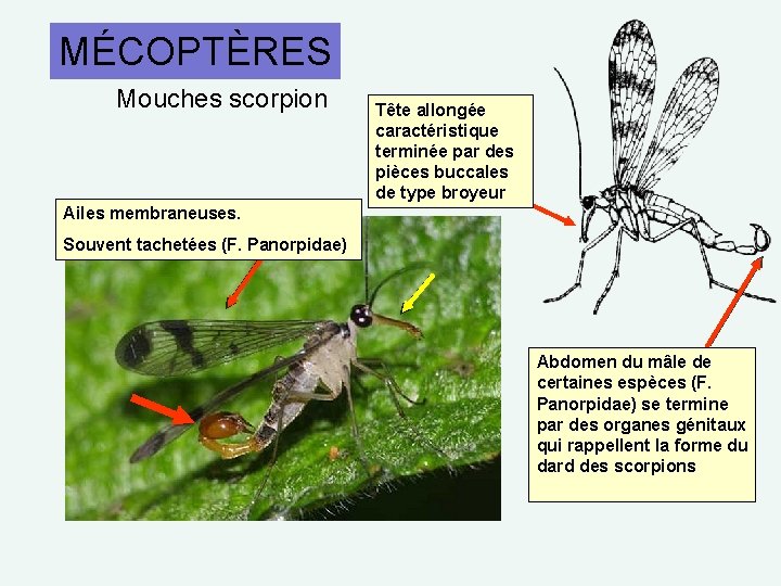 MÉCOPTÈRES Mouches scorpion Tête allongée caractéristique terminée par des pièces buccales de type broyeur