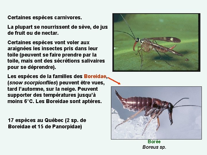 Certaines espèces carnivores. La plupart se nourrissent de sève, de jus de fruit ou