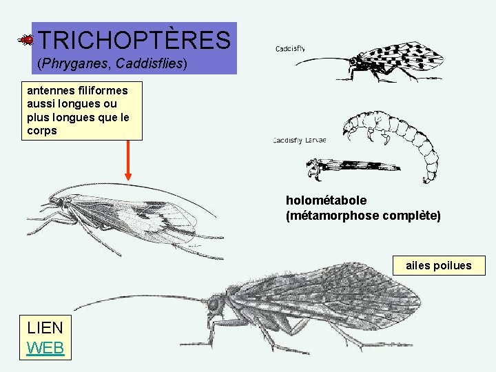 TRICHOPTÈRES (Phryganes, Caddisflies) antennes filiformes aussi longues ou plus longues que le corps holométabole