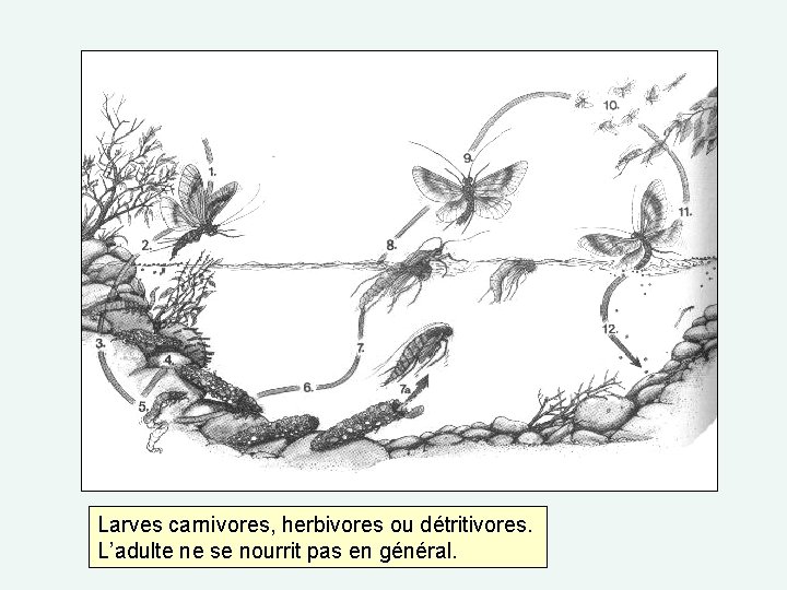 Larves carnivores, herbivores ou détritivores. L’adulte ne se nourrit pas en général. 