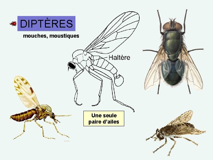 DIPTÈRES mouches, moustiques Une seule paire d’ailes 