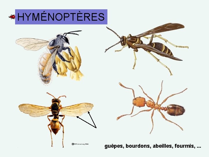 HYMÉNOPTÈRES guêpes, bourdons, abeilles, fourmis, . . . 