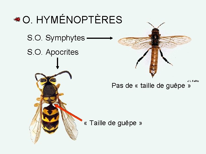 O. HYMÉNOPTÈRES S. O. Symphytes S. O. Apocrites Pas de « taille de guêpe