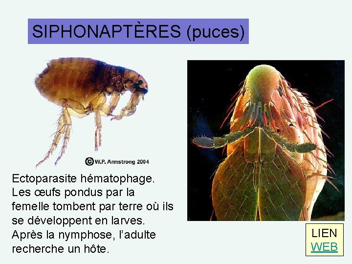 SIPHONAPTÈRES (puces) Ectoparasite hématophage. Les œufs pondus par la femelle tombent par terre où