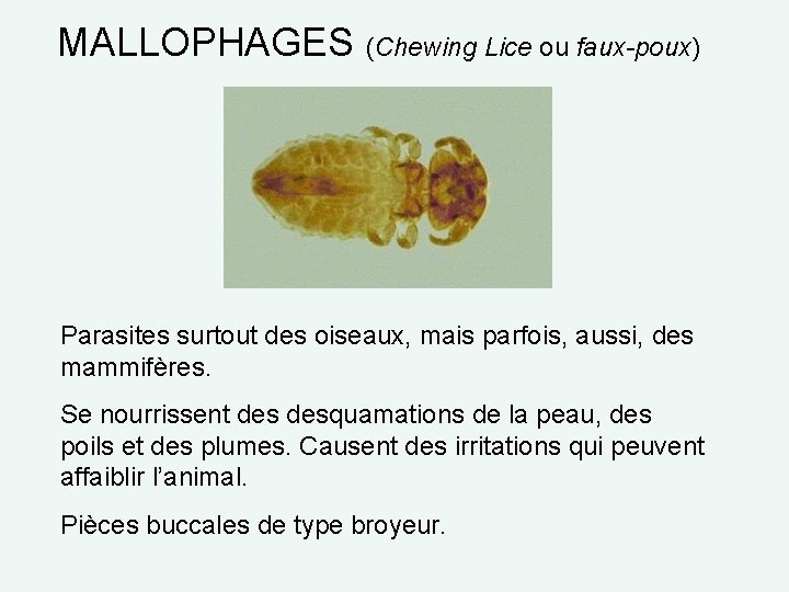 MALLOPHAGES (Chewing Lice ou faux-poux) Parasites surtout des oiseaux, mais parfois, aussi, des mammifères.