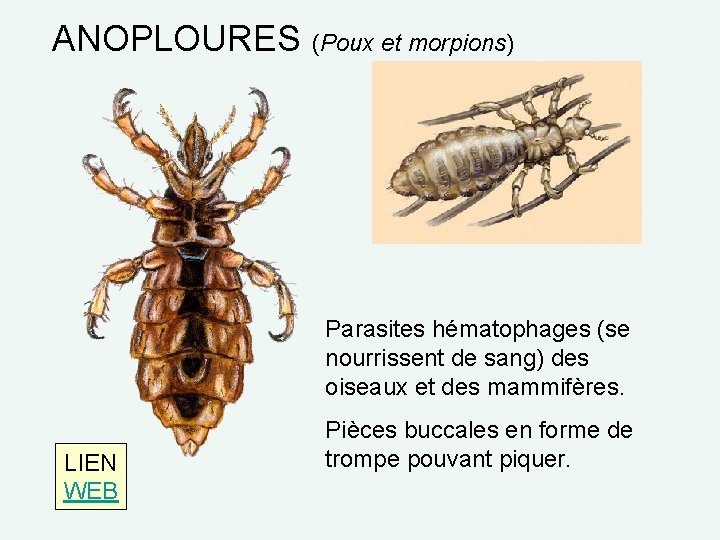 ANOPLOURES (Poux et morpions) Parasites hématophages (se nourrissent de sang) des oiseaux et des