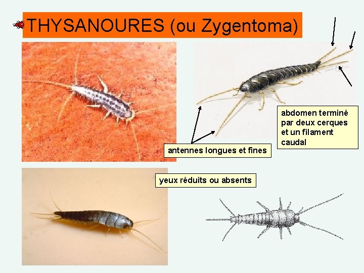 THYSANOURES (ou Zygentoma) antennes longues et fines yeux réduits ou absents abdomen terminé par