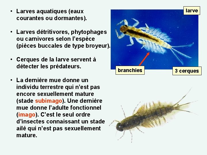 larve • Larves aquatiques (eaux courantes ou dormantes). • Larves détritivores, phytophages ou carnivores