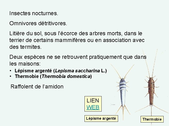 Insectes nocturnes. Omnivores détritivores. Litière du sol, sous l’écorce des arbres morts, dans le