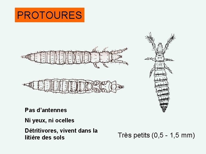 PROTOURES Pas d’antennes Ni yeux, ni ocelles Détritivores, vivent dans la litière des sols