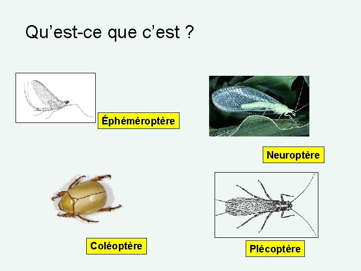 Qu’est-ce que c’est ? Éphéméroptère Neuroptère Coléoptère Plécoptère 