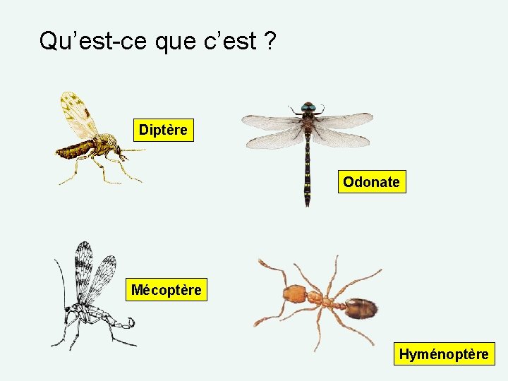 Qu’est-ce que c’est ? Diptère Odonate Mécoptère Hyménoptère 