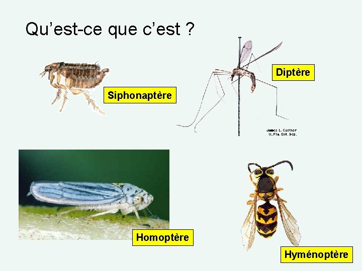 Qu’est-ce que c’est ? Diptère Siphonaptère Homoptère Hyménoptère 