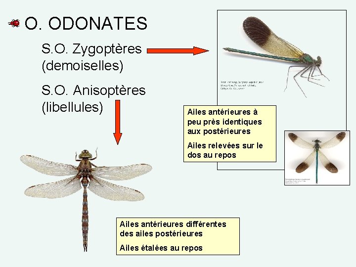 O. ODONATES S. O. Zygoptères (demoiselles) S. O. Anisoptères (libellules) Ailes antérieures à peu