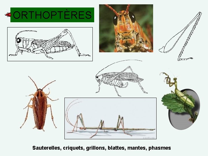 ORTHOPTÈRES Sauterelles, criquets, grillons, blattes, mantes, phasmes 