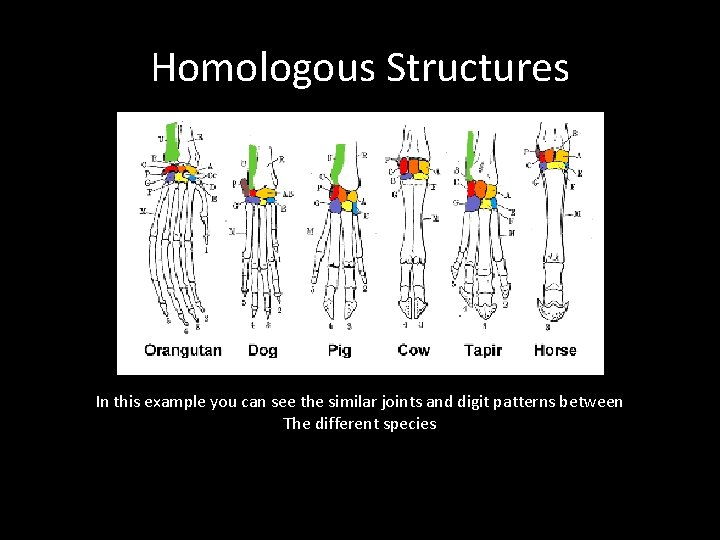 Homologous Structures In this example you can see the similar joints and digit patterns