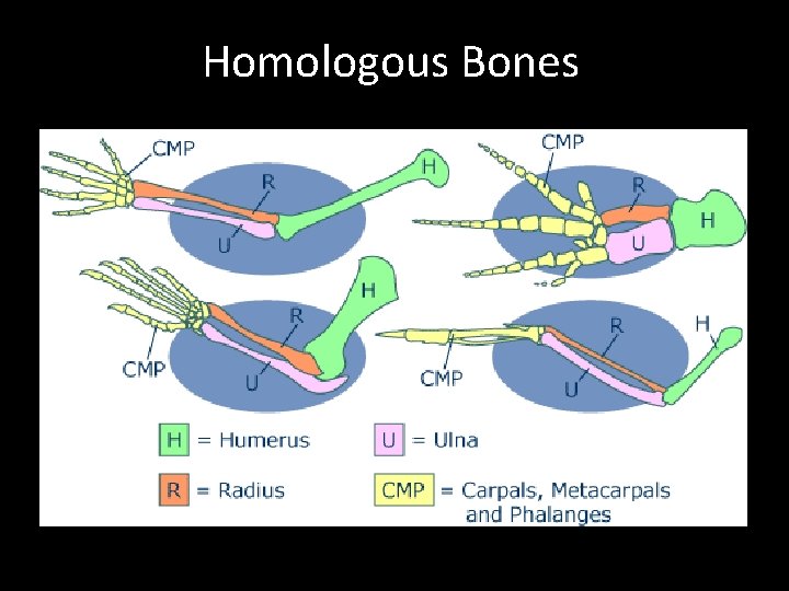 Homologous Bones 