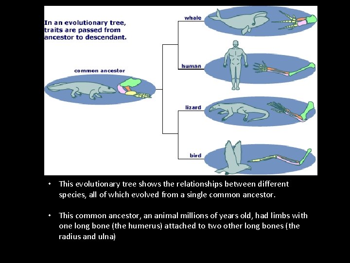  • This evolutionary tree shows the relationships between different species, all of which