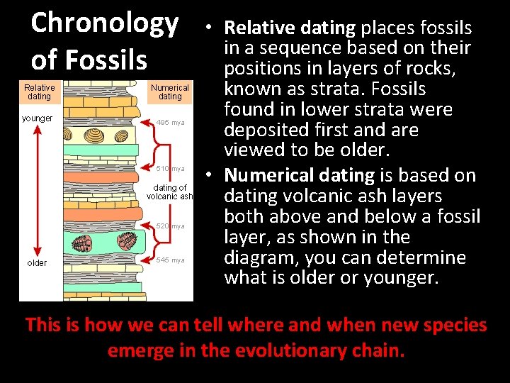 Chronology of Fossils • Relative dating places fossils in a sequence based on their