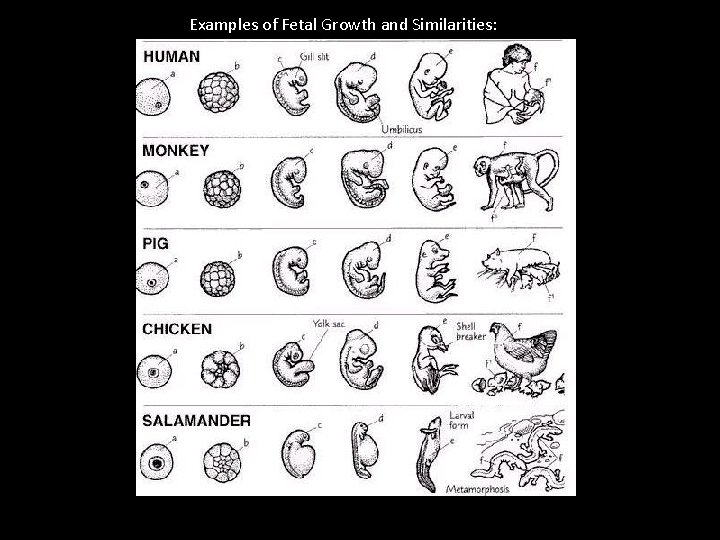 Examples of Fetal Growth and Similarities: 