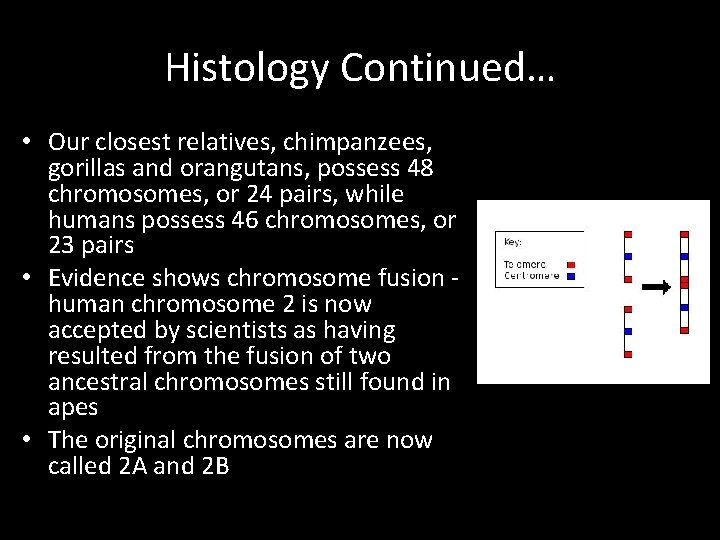 Histology Continued… • Our closest relatives, chimpanzees, gorillas and orangutans, possess 48 chromosomes, or