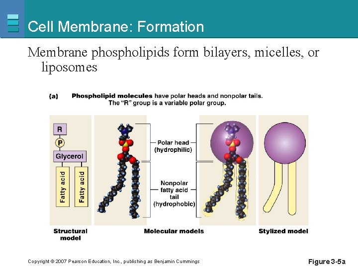 Cell Membrane: Formation Membrane phospholipids form bilayers, micelles, or liposomes Copyright © 2007 Pearson
