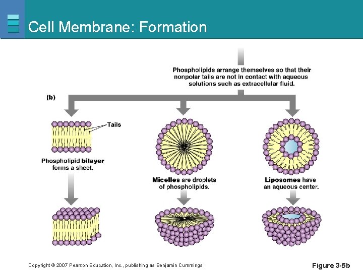 Cell Membrane: Formation Copyright © 2007 Pearson Education, Inc. , publishing as Benjamin Cummings