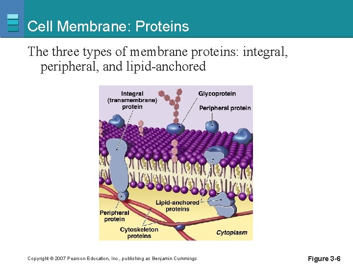 Cell Membrane: Proteins The three types of membrane proteins: integral, peripheral, and lipid-anchored Copyright