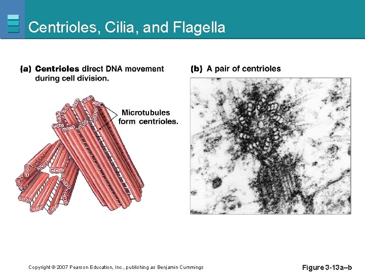 Centrioles, Cilia, and Flagella Copyright © 2007 Pearson Education, Inc. , publishing as Benjamin