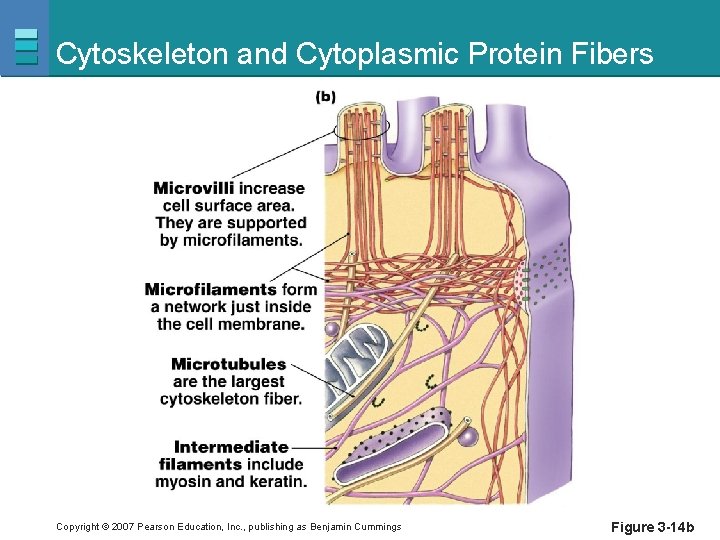 Cytoskeleton and Cytoplasmic Protein Fibers Copyright © 2007 Pearson Education, Inc. , publishing as