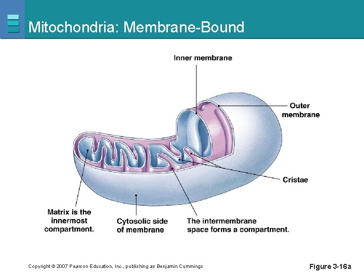 Mitochondria: Membrane-Bound Copyright © 2007 Pearson Education, Inc. , publishing as Benjamin Cummings Figure