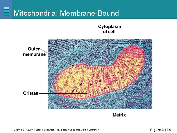 Mitochondria: Membrane-Bound Copyright © 2007 Pearson Education, Inc. , publishing as Benjamin Cummings Figure