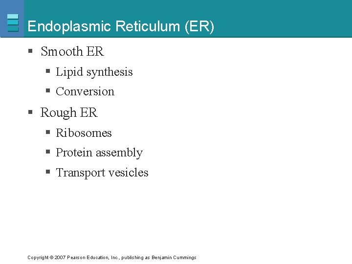 Endoplasmic Reticulum (ER) § Smooth ER § Lipid synthesis § Conversion § Rough ER